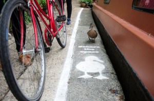 duck lane 1 duck