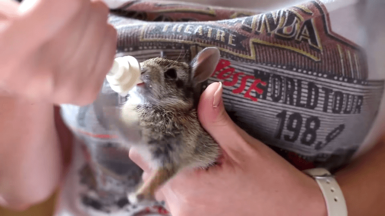 Baby Rabbit Pedals Front Paws