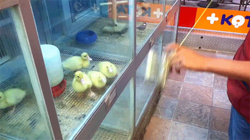 Ducklings YoYo