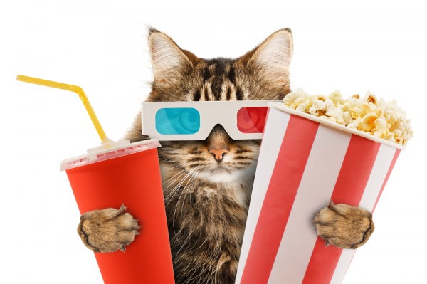Cat Popcorn