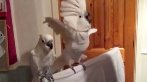 Cockatoo Rocks Out to Elvis