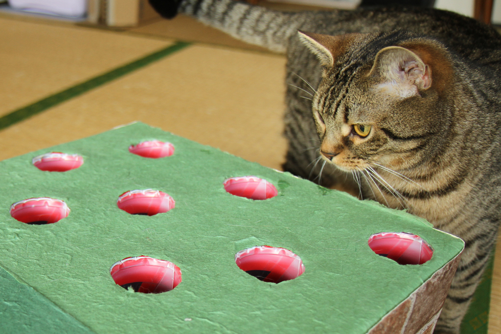 diy cat whack a mole