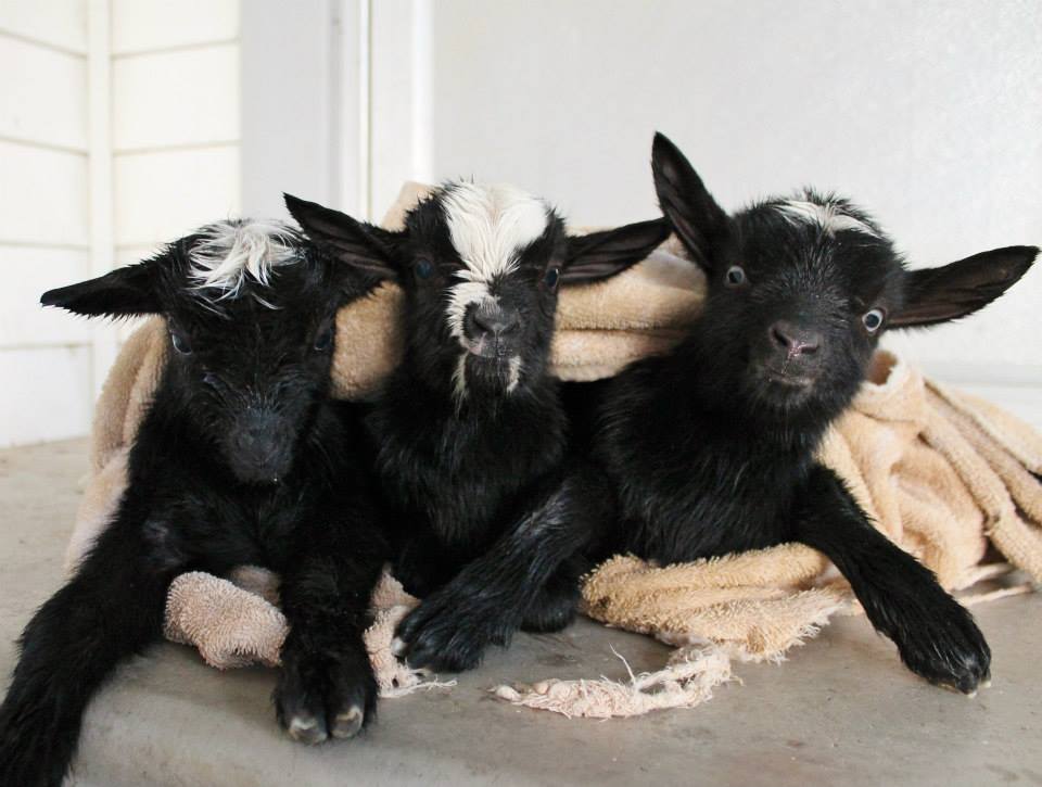 A Trio of Newborn Baby Goats Stay Warm on a Chilly Evening in Cozy