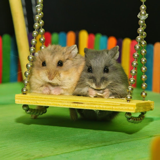 Two Tiny Hamsters Spend the Day Playing Together at a Tiny Memorial
