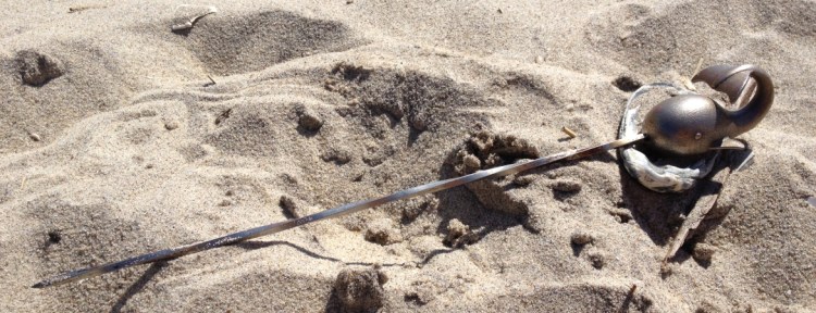 Narwhal in the Sand