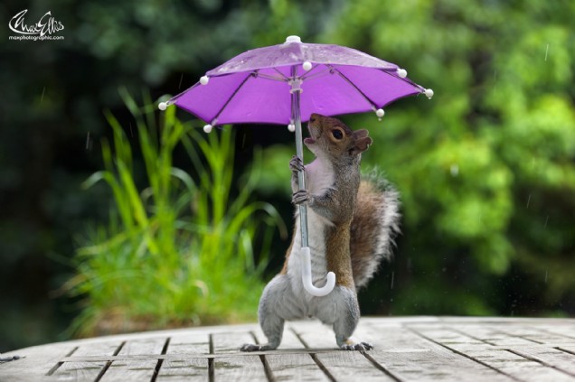 Squirrel and Umbrella