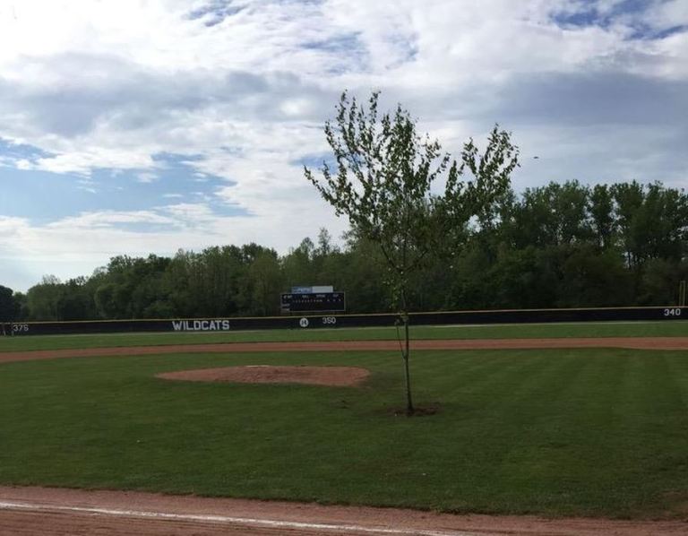 Baseball Tree