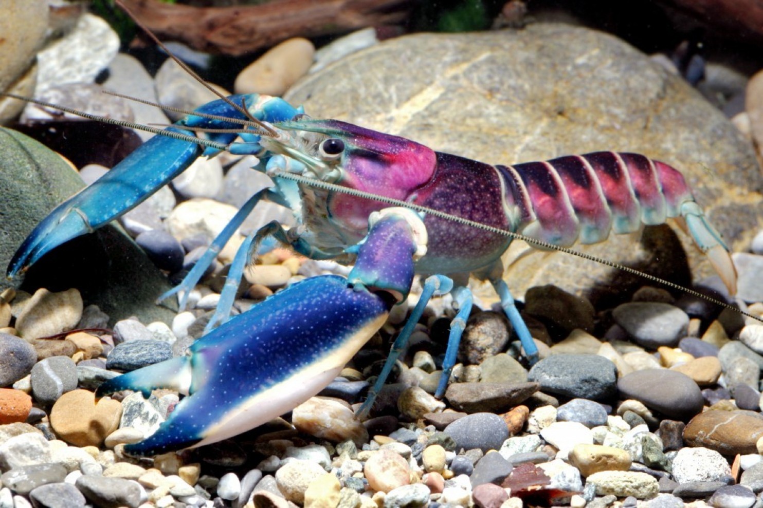 'Cherax (Astaconephrops) Pulcher', A Newly Described Species of