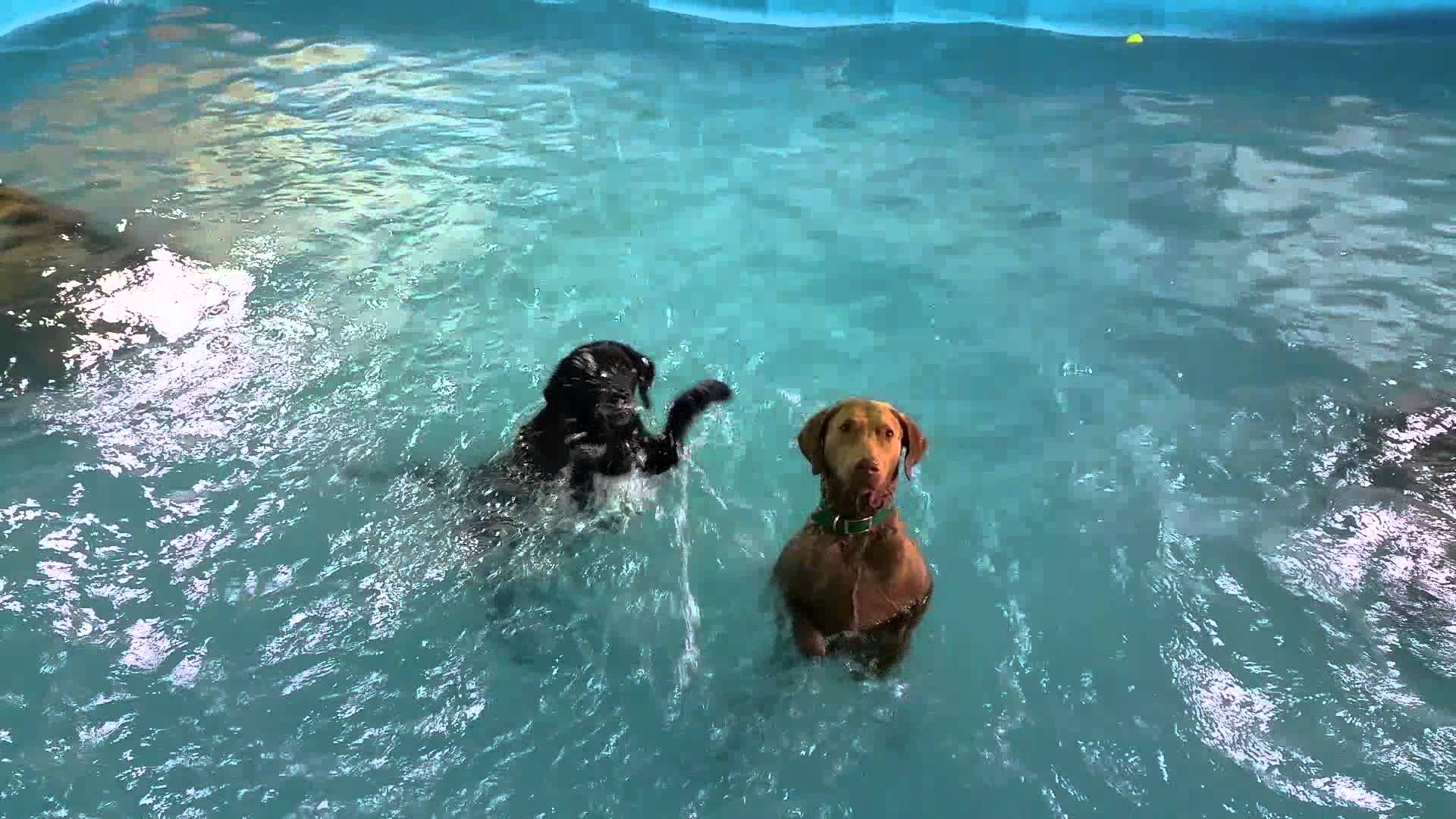 can weimaraners swim