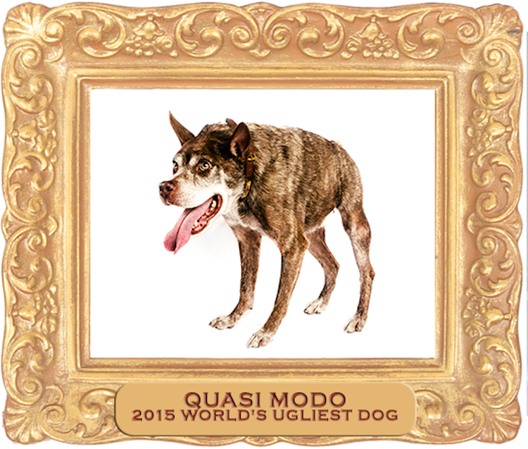 2015 World's Ugliest Dog