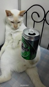 Cat Can