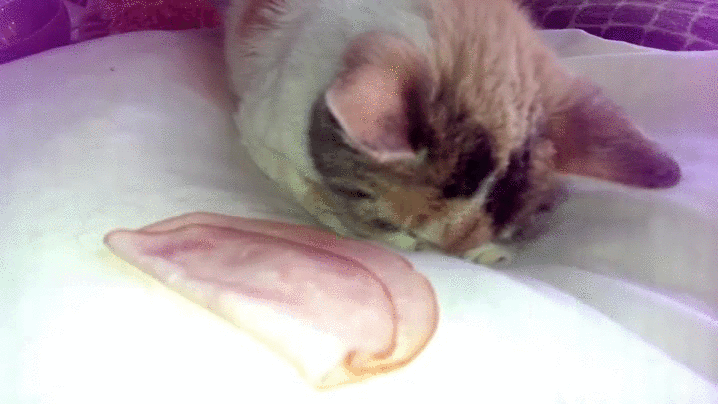 How to wake up a cat - Imgur