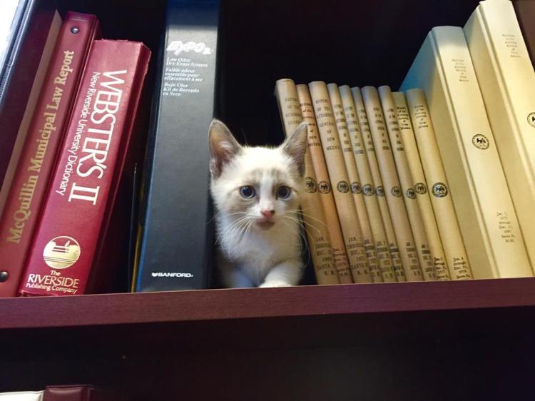 Kitten in Books