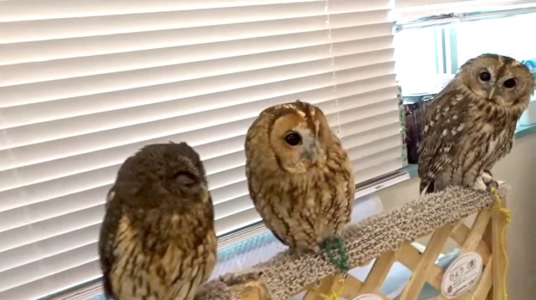 Owl Cafe