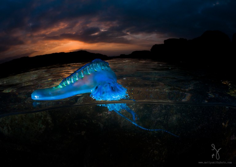 Portugese Man o' War