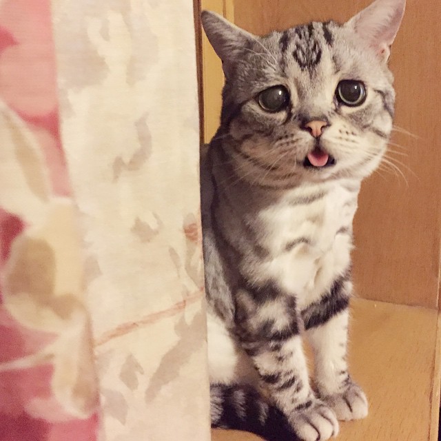 Sad Cat Tongue