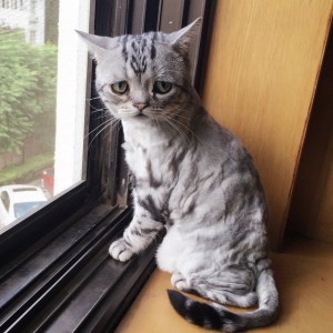 Sad Cat in Window