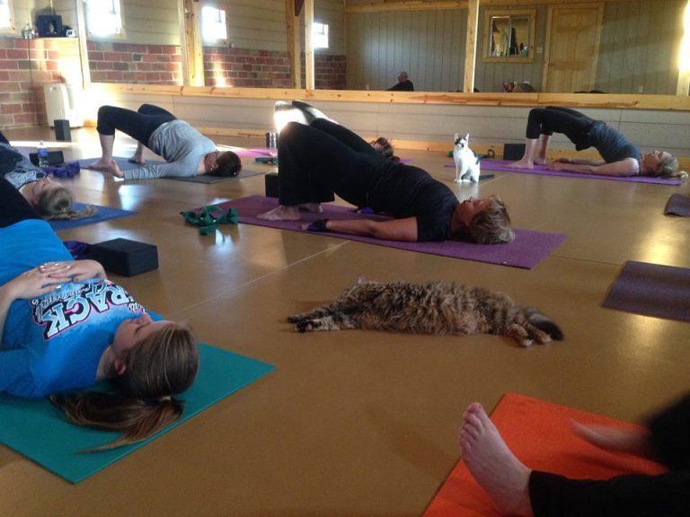 Yoga Cat