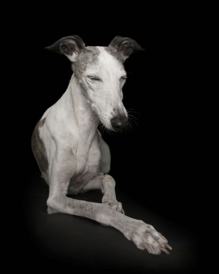 'Zen Dogs', An Photo Series That Captures the Elegance of Canines in