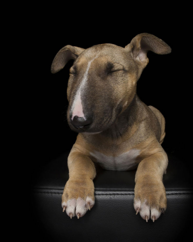 'Zen Dogs', An Photo Series That Captures the Elegance of Canines in