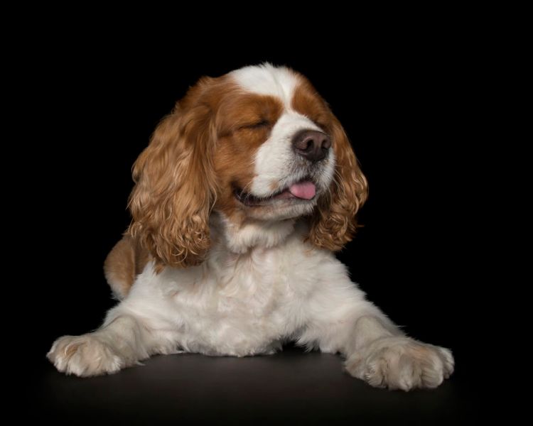 'Zen Dogs', An Photo Series That Captures the Elegance of Canines in