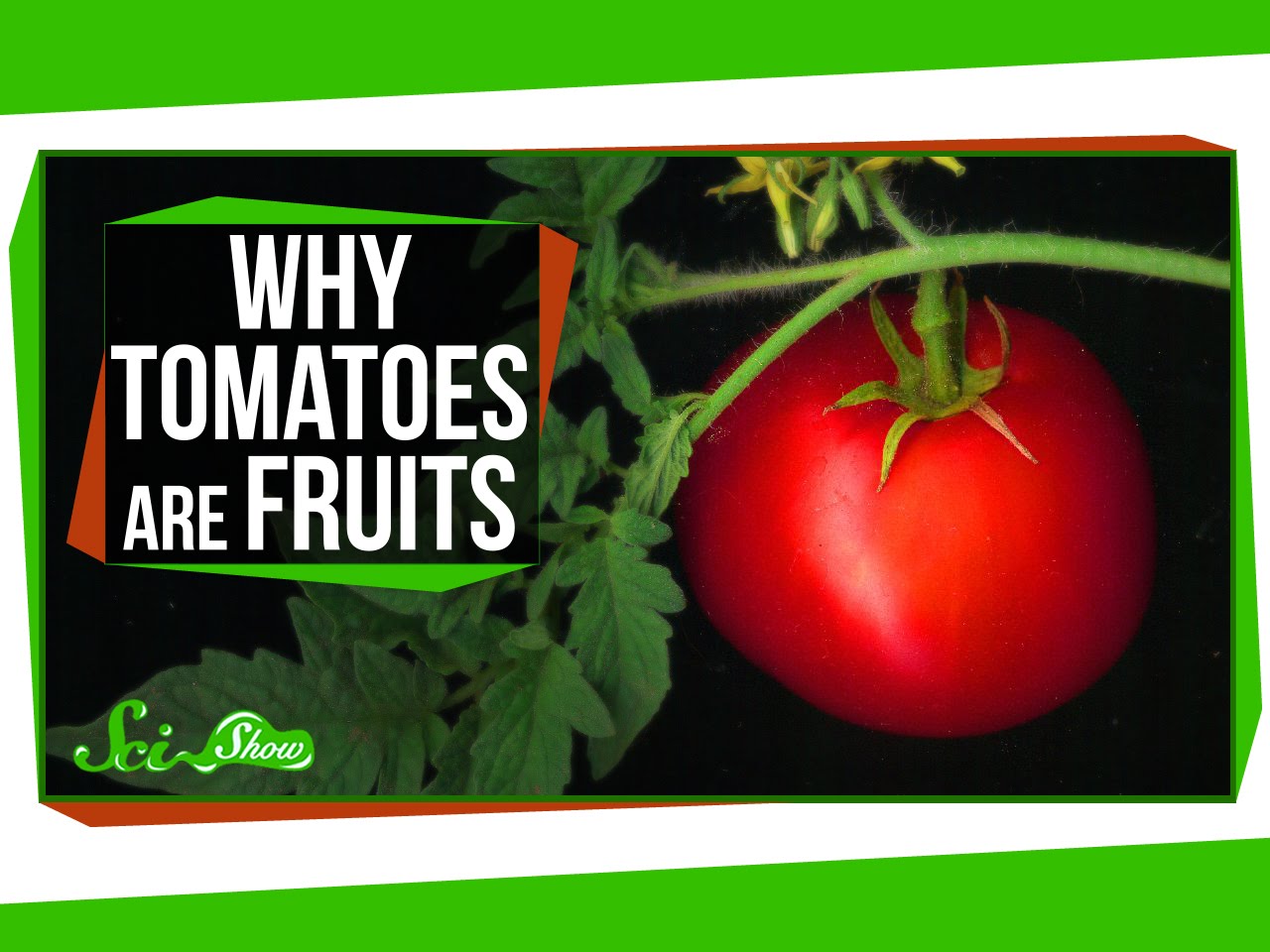 Are fruit tomatoes. Tomatoes are Fruit. Томат Киндер. Дон Томато. Is Tomato a Fruit.