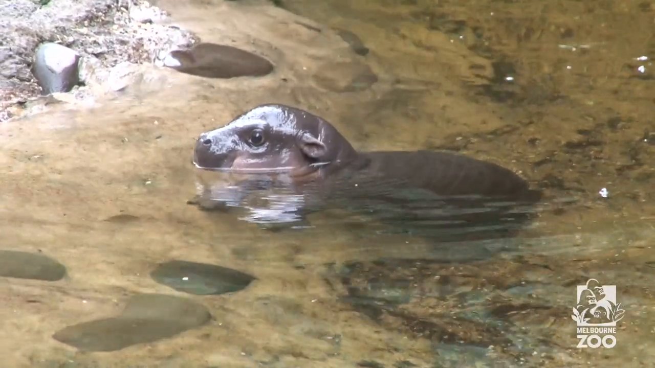 Baby Pygmy Hippo Goes for His First Swim Under the ...