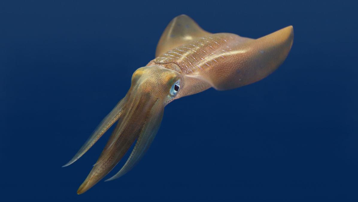 Bigfin Reef Squid Flash Colors and Patterns to Dazzle Potential Mates