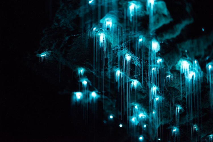 bioluminescent worms 3