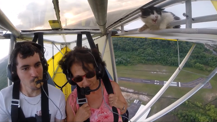 Cat Flying on Microlight Craft