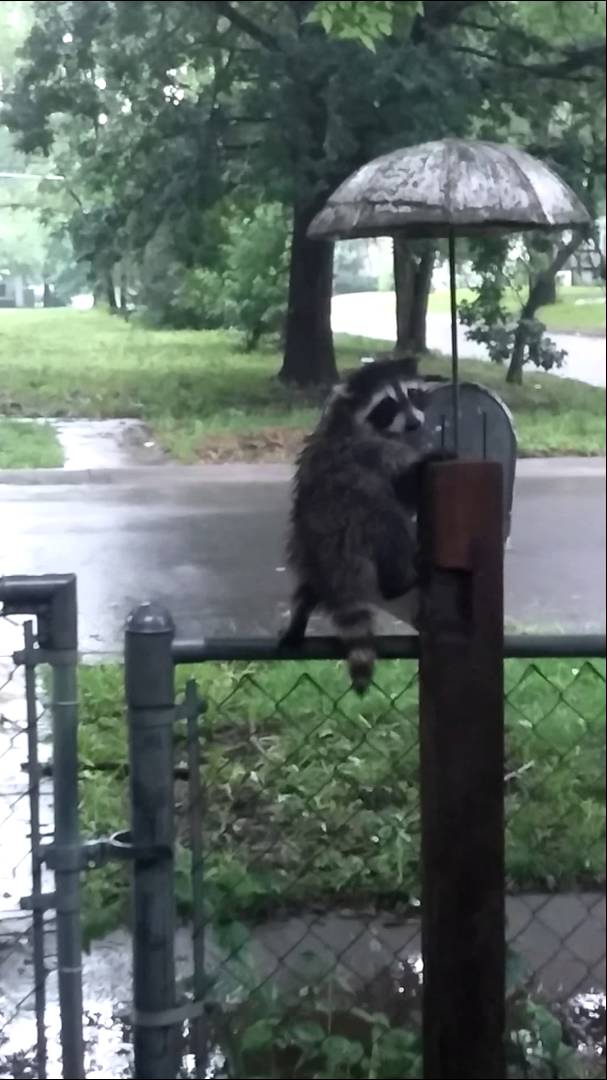 Forlorn Raccoon Cleverly Seeks Shelter Under a Decorative 