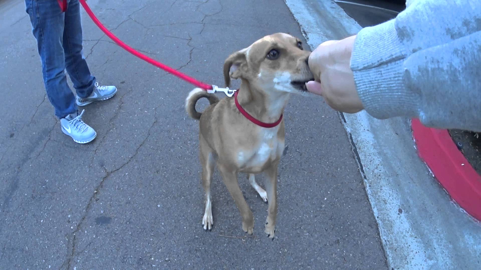 Jango the Dog Sneezes on Command for Tasty Treats