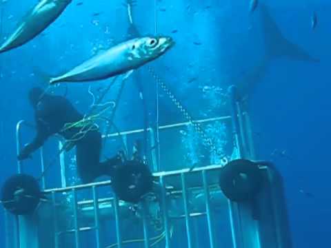 Scuba Diver High Fives a Massive Great White Shark Off Guadalupe Island ...