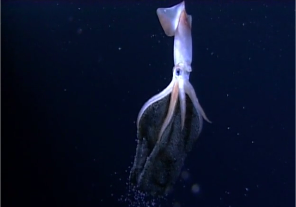 Incredibly Rare Underwater Footage of a Deep Sea Squid Giving Birth to ...