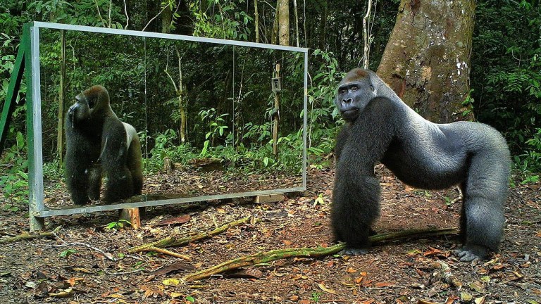 Wild Animals React With Curiosity, Vanity and Hostility at Mirrors That Were Placed in Their Respective Paths