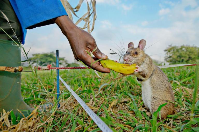 Rat in Field