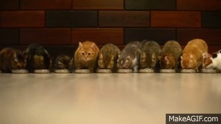 9 Cats and a Kitten
