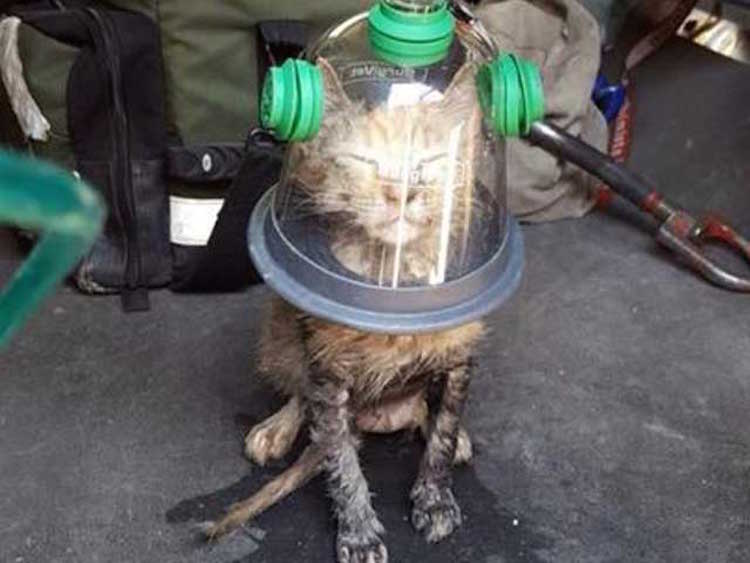 Cat in Oxygen Mask