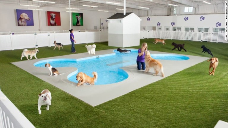 Dog Pool