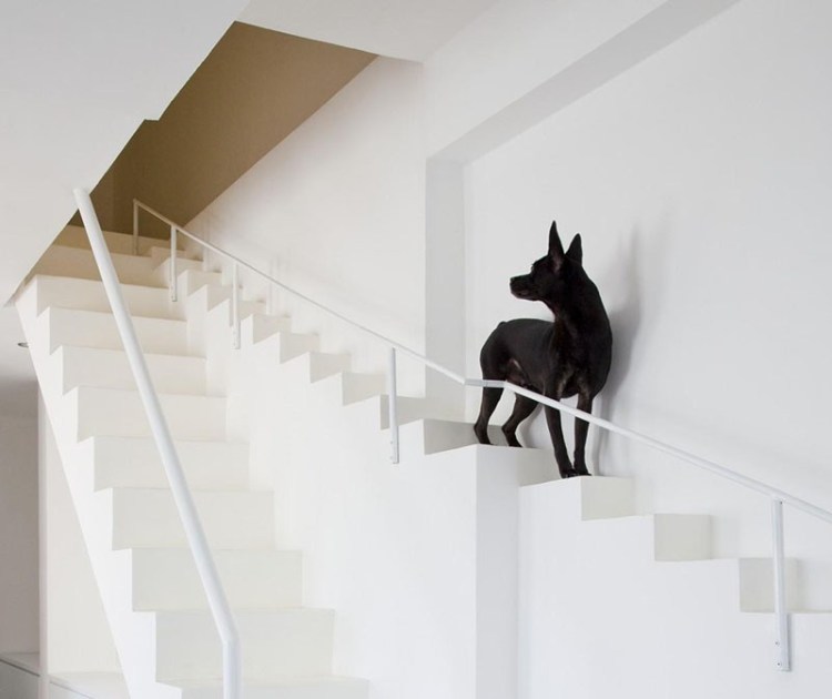 Dog on Stairs