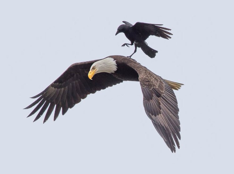Photographer Captures Incredible Images of a Crow Riding on the Back of