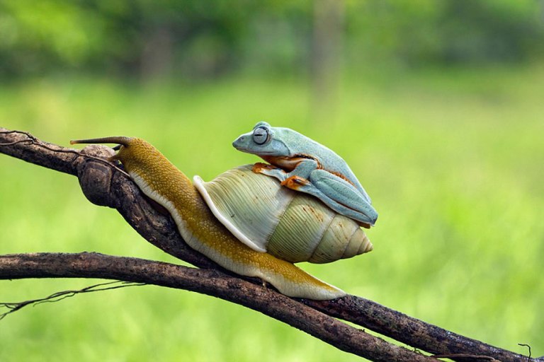 Frog and Snail