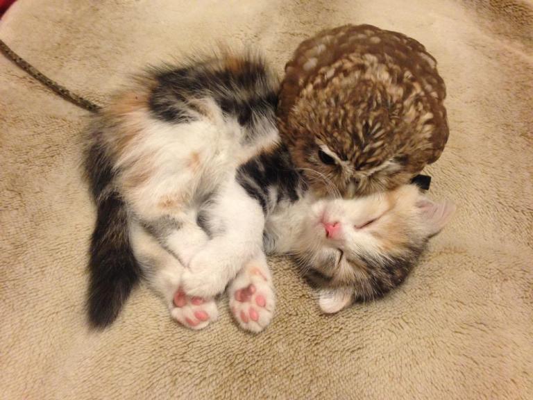 Kitten and Owl