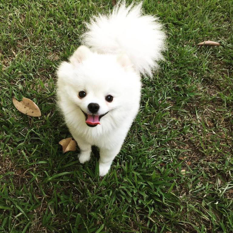 Roux Pomeranian