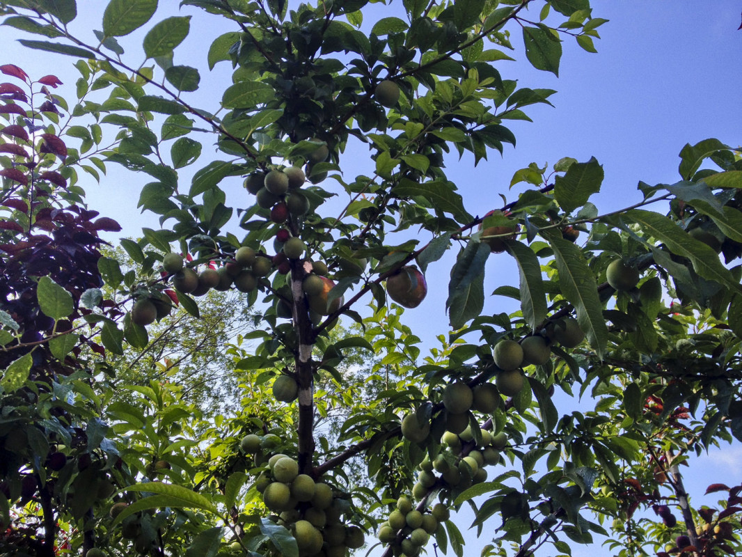 Tree of 40 Fruit, A Hyper Hybrid Tree That Grows Over 40 Varieties of