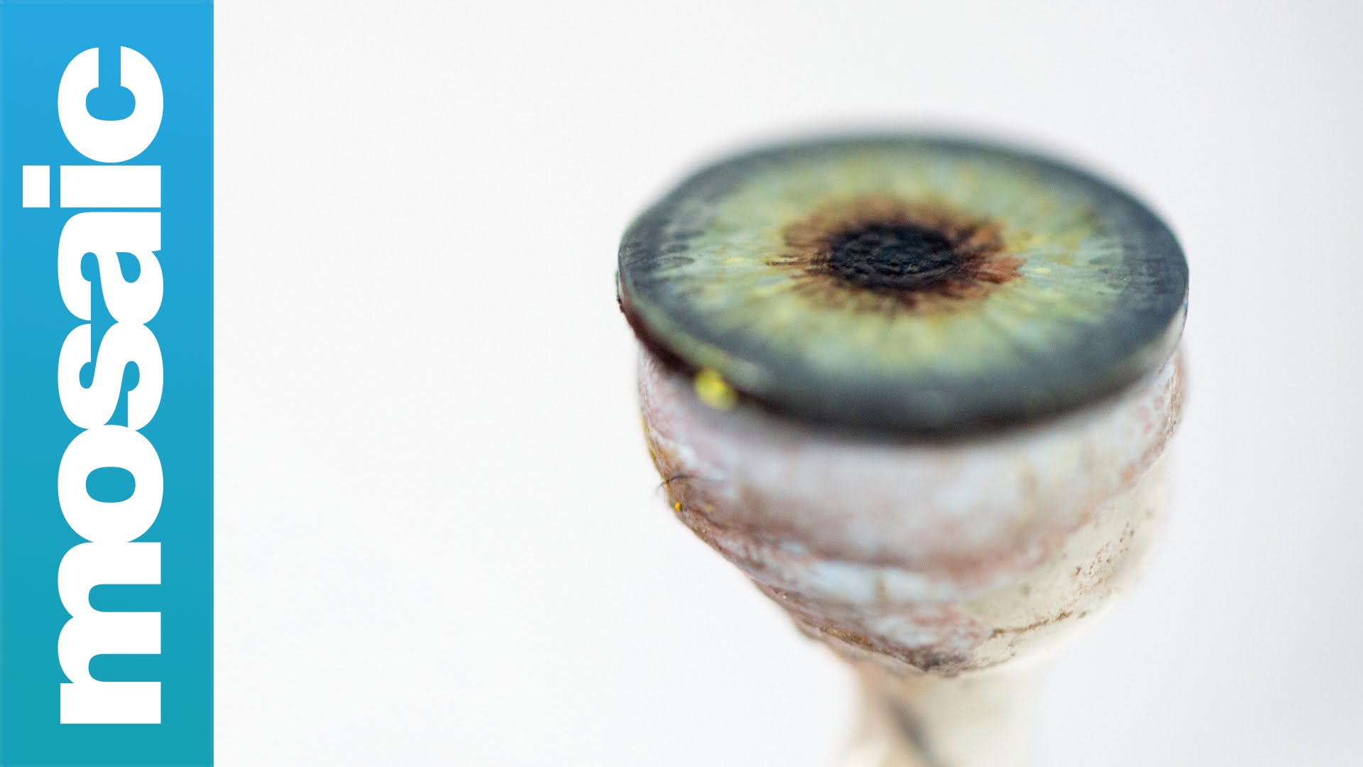 A Detailed Look at the Process That Goes Into Making a Prosthetic Eye