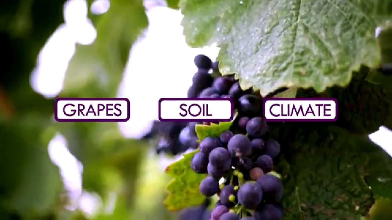 A Look at The Complex Chemistry Behind the Unique Flavor of Different Types of Wine