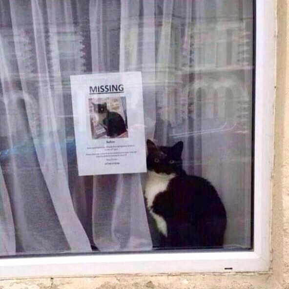 missing-cat-found-sitting-next-to-missing-cat-poster