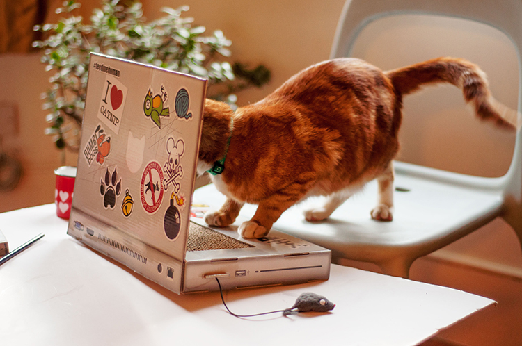Suck UK Cat Scratch LaptopNovelty Cardboard Cat Toy & Accessories 