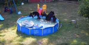 Bears in Pool